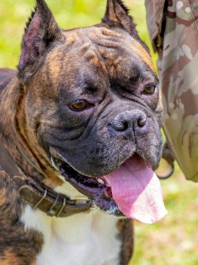 Ustasının yanında tasmalı minyatür bulldog.