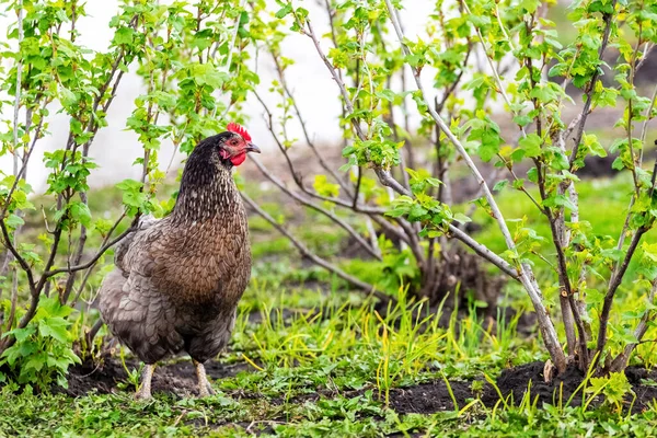 Fekete Foltos Csirke Egy Farmon Kertben Közel Ribizli Bokrok — Stock Fotó