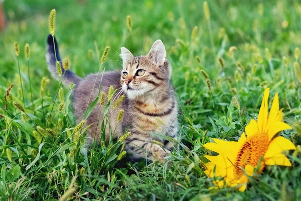 Küçük Çizgili Kedi Yavrusu Ayçiçeğinin Yanındaki Bahçede — Stok fotoğraf
