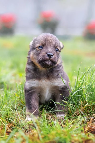 Little Cute Szczeniak Siedzi Ogrodzie Trawie — Zdjęcie stockowe