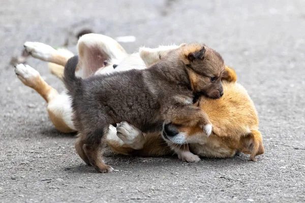 Little Brown Puppy Playing His Mother Dog — Stock fotografie