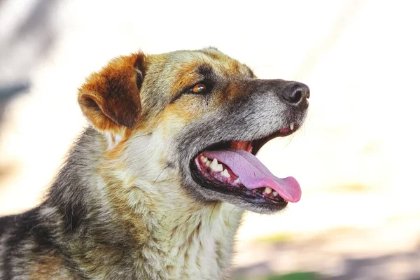 Gran Perro Marrón Con Boca Abierta Verano Durante Calor — Foto de Stock