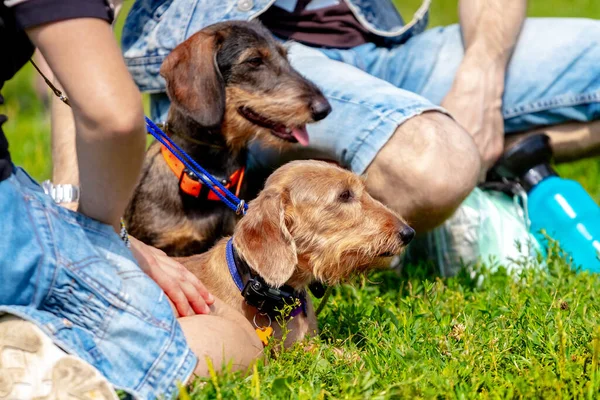 Dachshund cinsi köpekler sahiplerinin yanındaki çimlerin üzerinde dinlenirler.
