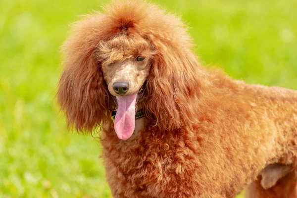 Naranja Caniche Peludo Parque Sobre Fondo Hierba Verde Cerca —  Fotos de Stock