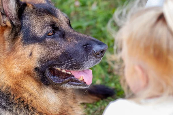 Parkta küçük bir kızın yanında dinlenen Alman çoban köpeği.