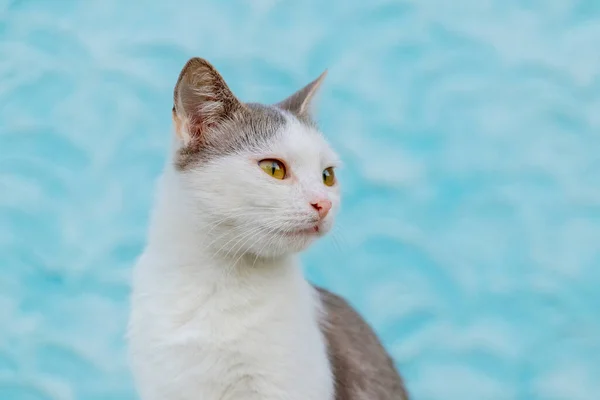 Portrait White Spotted Cat Light Blue Background Cat Looks Intently — Fotografia de Stock