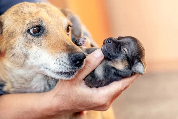 母親の犬の近くに子犬を持っている女性 — ストック写真