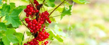 Çalının üzerindeki bahçede olgun kırmızı frenk üzümü