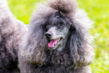 Gri tüylü kaniş, açık ağızlı ve dostane bakışlı, komik bir köpeğin portresi.