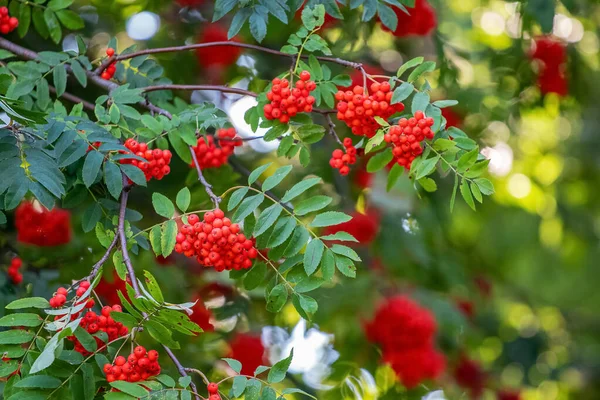 Röda Rönnnnnnnbär Sommaren Ett Träd — Stockfoto