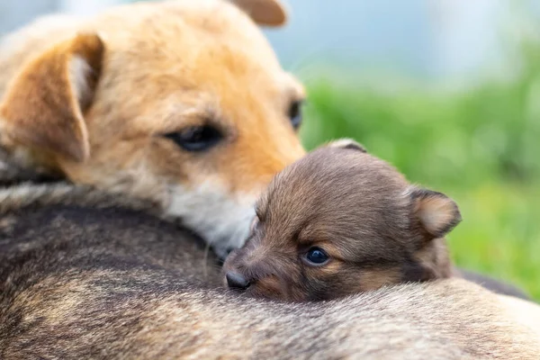 Filhote Cachorro Pequeno Lado Seu Cachorro Mãe Cão Cuida Seu — Fotografia de Stock