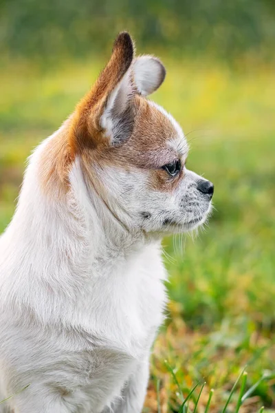 Mały Pies Pekiński Bliskim Wyglądem Ogrodzie Rozmytym Tle — Zdjęcie stockowe