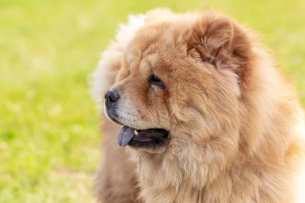 Chow Chow Dog Ritratto Ravvicinato Cane Profilo Nel Tempo Soleggiato — Foto Stock