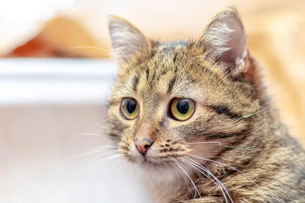Brown Striped Kitten Attentive Look Close Blurred Background — Stok fotoğraf