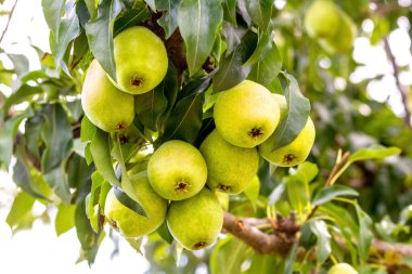 Ağaçtaki olgun armutlar. Armut hasadı