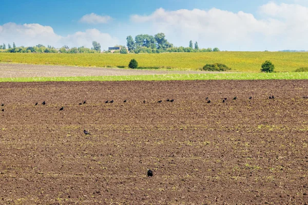 Plowed Field Black Crows Field Autumn — Zdjęcie stockowe
