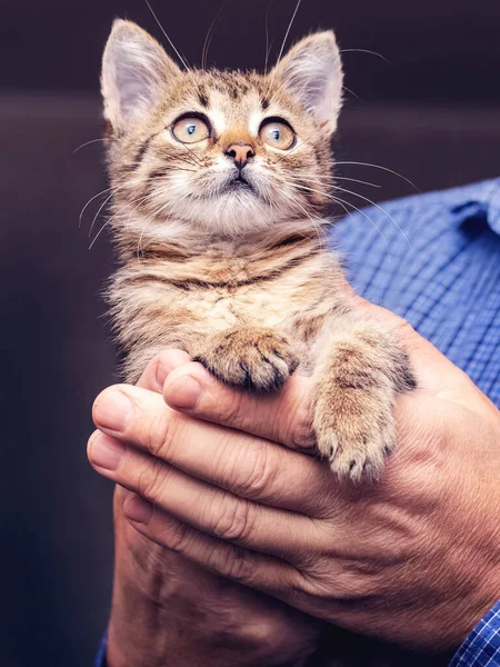 Little Cute Kitten Man Hands Dark Blurred Background — Stok fotoğraf