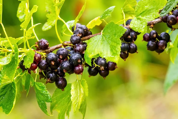 Bahçedeki çalılıklarda siyah frenk üzümü. Frenk üzümü hasatı Büyüyen üzümler