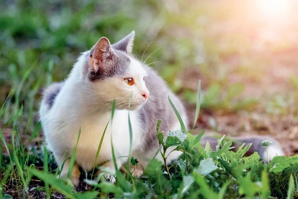 White Spotted Cat Sits Garden Grass Sunny Weather — Foto de Stock