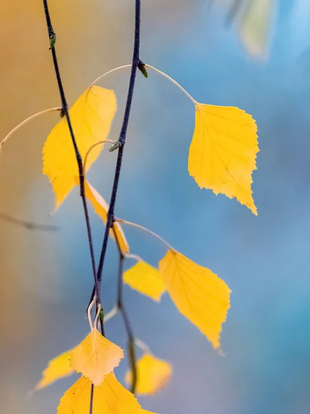 Folhas Vidoeiro Amarelas Uma Árvore Fecham Contexto Borrado Folhas Outono — Fotografia de Stock