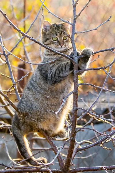 Thick Striped Funny Cat Autumn Garden Tree — Fotografia de Stock