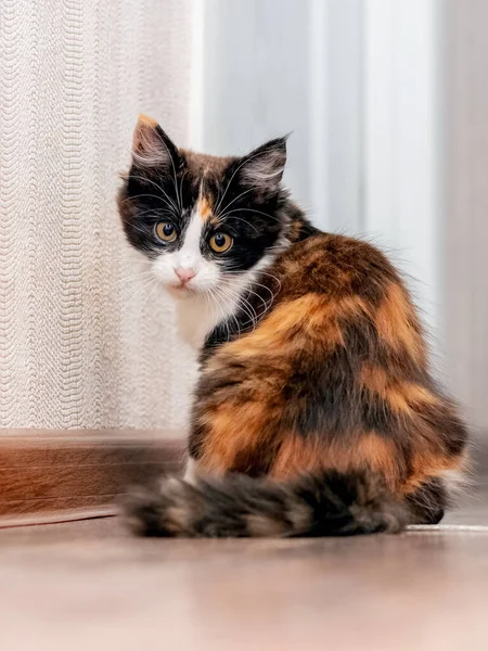 Little Fluffy Kitten Room Looks Back — Stock Photo, Image