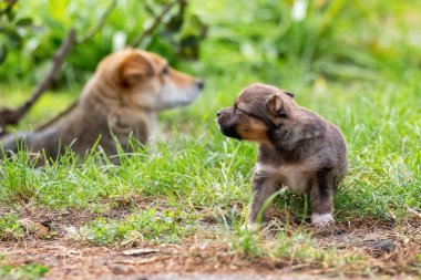 Beyaz benekli genç tavuk sonbahar bahçesinde yiyecek arıyor.