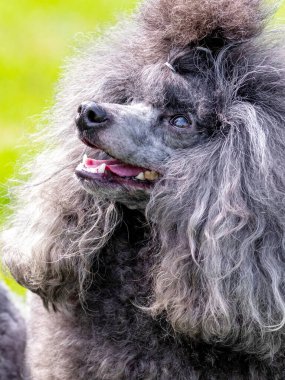 Gri tüylü kaniş, açık ağızlı ve dostane bakışlı, komik bir köpeğin portresi.
