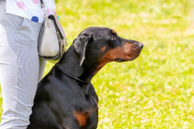 Siyah bir Doberman köpeği parkta yürürken metresinin yanında oturur.