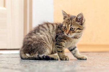 The little striped scared kitten in the room looks back