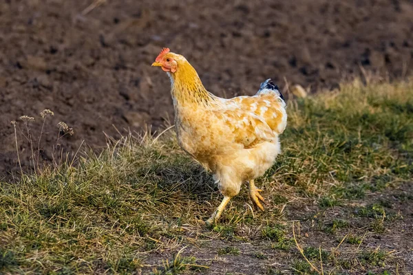 Hen Light Orange Feathers Walks Grass Plowed Field — Stockfoto