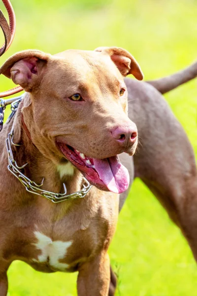 American Pit Bull Terrier Retrato Primer Plano Perro Agresivo Perfil —  Fotos de Stock