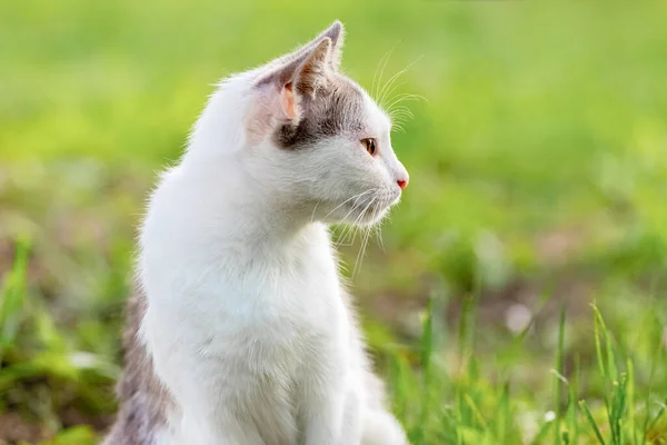 White Spotted Cat Garden Blurred Background Looking Aside — Foto de Stock
