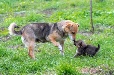 Küçük bir köpek yavrusu çimlerin üzerinde annesinin yanında oynuyor.