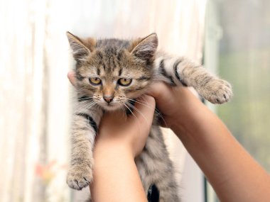 Çizgili küçük bir kedi yavrusu tutan kadın.