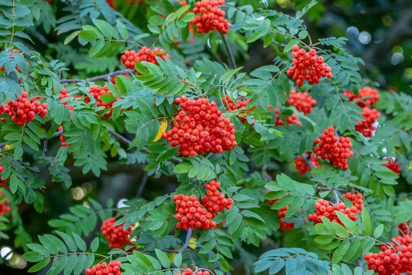 Las Bayas Rojas Del Serbal Verano Sobre Árbol —  Fotos de Stock