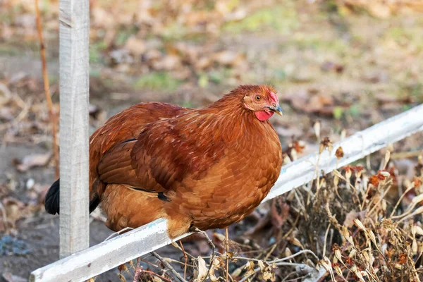 布朗鸡坐在农场花园的横梁上 鸡的繁育 — 图库照片
