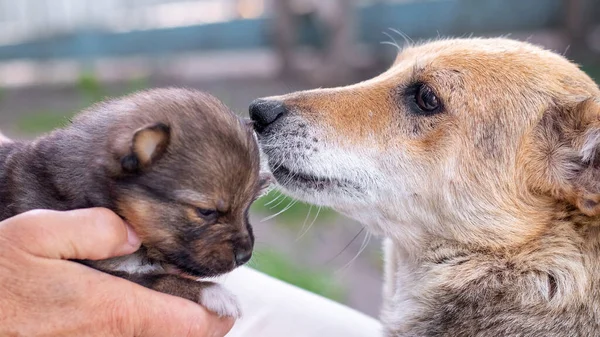 犬の近くに子犬を持っている女性 彼の母親 — ストック写真