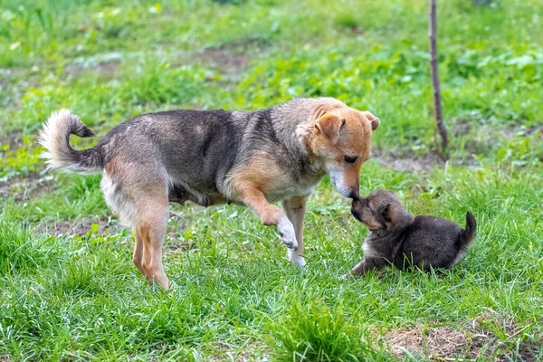 小さな子犬が芝生の上の庭で母親の隣で遊んでいます — ストック写真