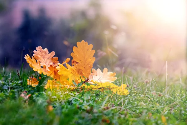 Gula Eklöv Grönt Gräs Solen Höstlöv — Stockfoto