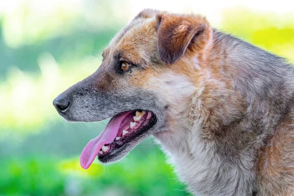 Yazın Sıcağın Altında Ağzı Açık Büyük Kahverengi Bir Köpek — Stok fotoğraf