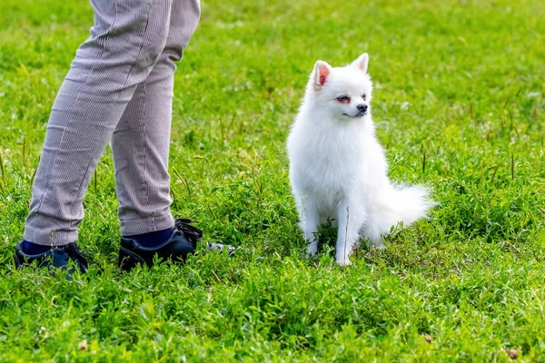 Pequeno Cão Spitz Branco Perto Sua Amante Durante Passeio Parque — Fotografia de Stock