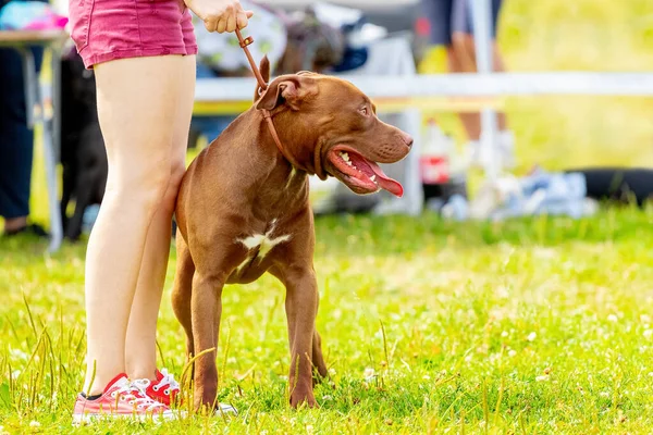 Kahverengi köpek, metresinin yanında tasmalı Amerikan pitbull teriyeri yetiştiriyor.