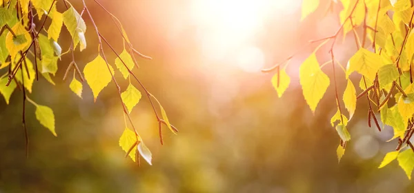 Fondo Autunnale Con Foglie Betulla Gialle Alla Luce Del Sole — Foto Stock