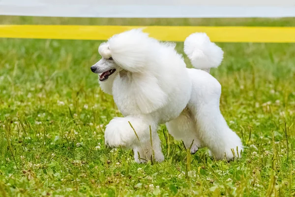 White Shaggy Poodle Runs Park Grass — Foto de Stock