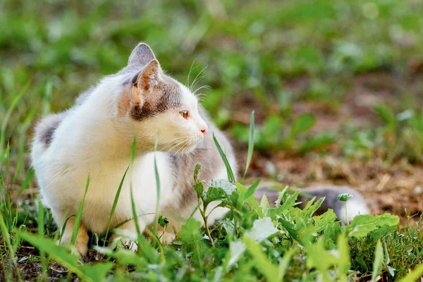 Beyaz benekli bir kedi bahçede çimlerin üzerinde oturur ve başka yere bakar.