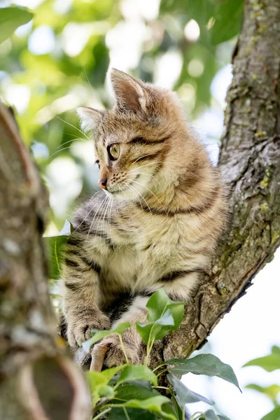 Pequeno Gatinho Listrado Sentado Jardim Uma Árvore — Fotografia de Stock
