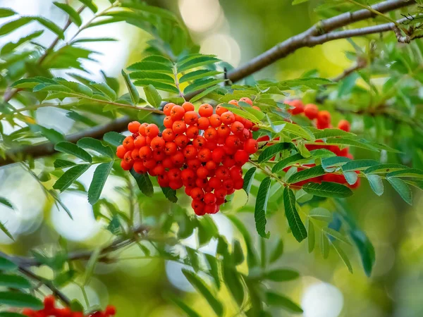 Kırmızı yaban mersini ağaçta, yakından.