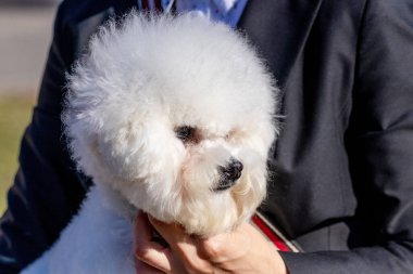 Küçük beyaz tüylü köpek yavrusu Bichon Frize metresinin kollarında.