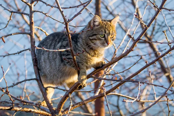 Милий Смугастий Кіт Дереві Сонячну Погоду — стокове фото